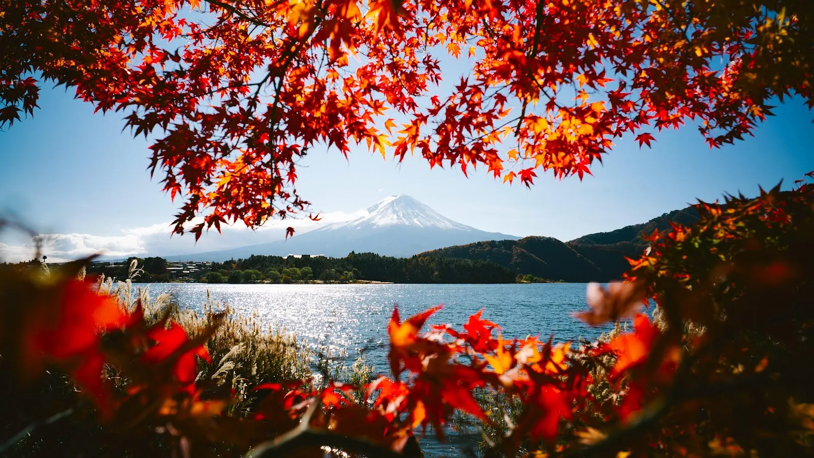 Mount Fuji Framed By Autumn Leaves 5K Desktop Wallpaper