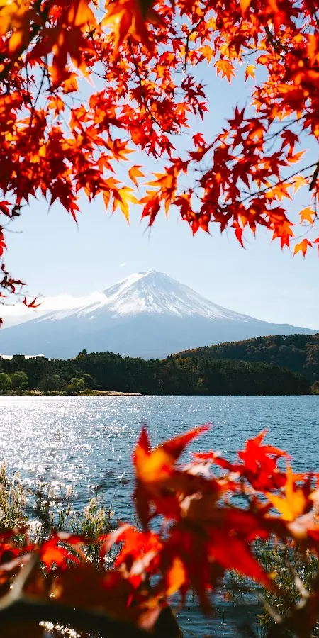 Mount Fuji Framed By Autumn Leaves 5K Phone Wallpaper