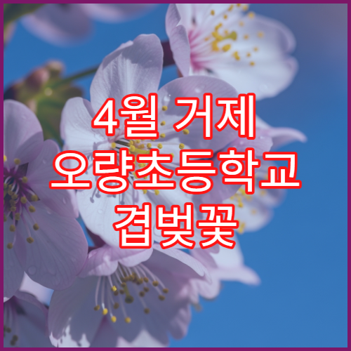 4월 거제 오량초등학교 겹벚꽃 자전거 대여 핑크빛 라이딩 코스