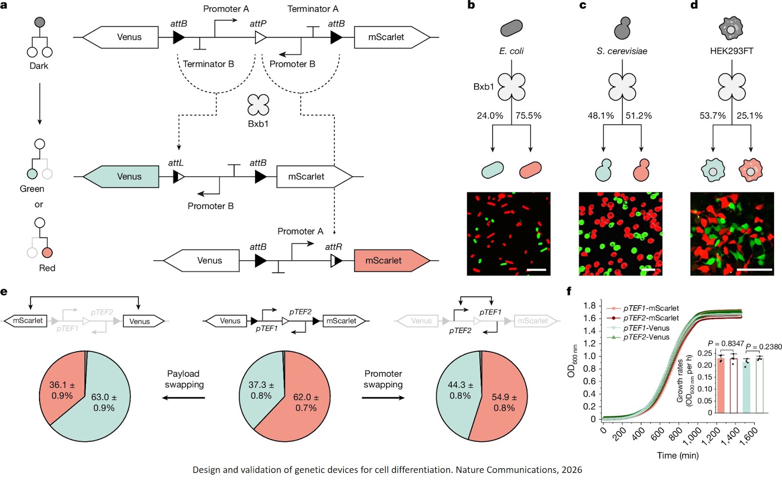 Synthetic circuits for cell ratio control