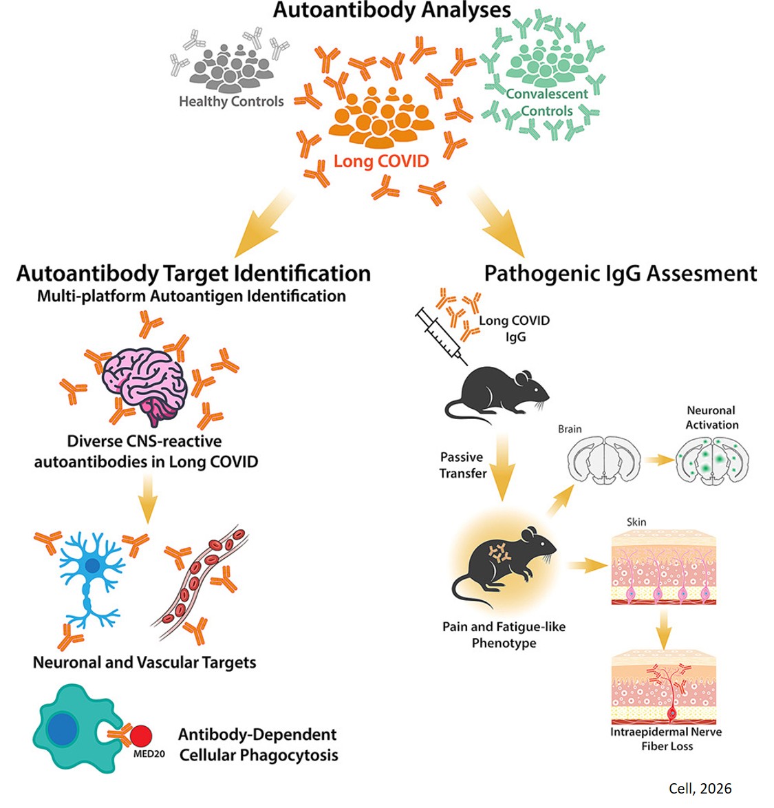 A link between autoantibodies and neurological symptoms in long COVID