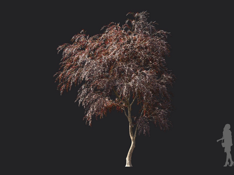 Maxtree - Plant Models Vol.119