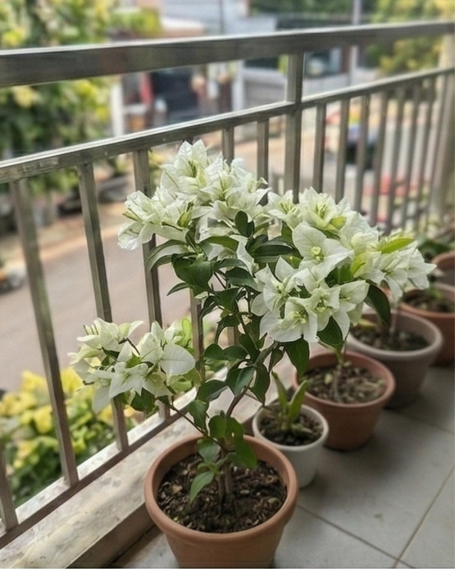 Imported Salju Dewata Bougainvillea Plant — view 2