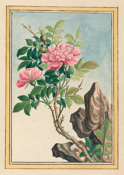 Plantes de Chine Pl002 1776