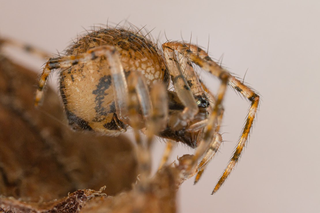 Theridion mystaceum/melanurum