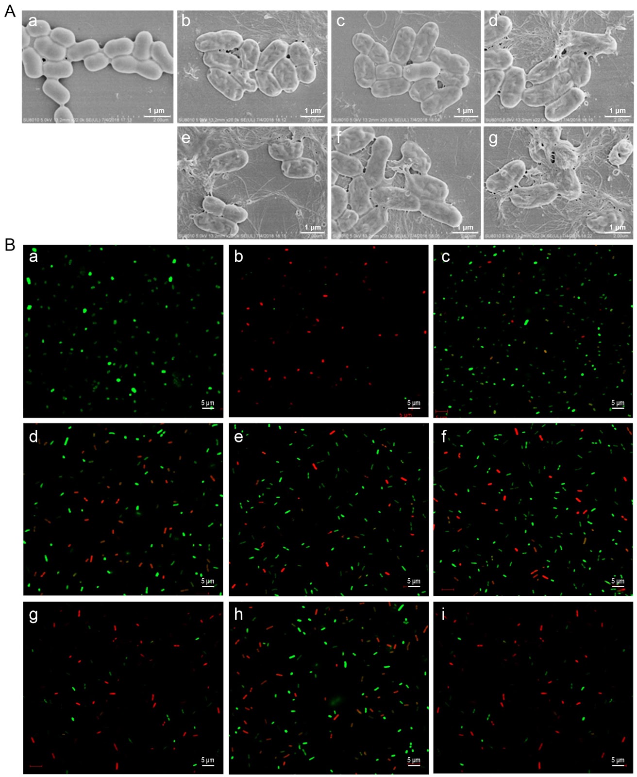 Tryptophan-substituted antimicrobial peptide temporin-1CEb: in vitro and in vivo antibacterial activity against clinically isolated multidrug-resistant Klebsiella pneumonia