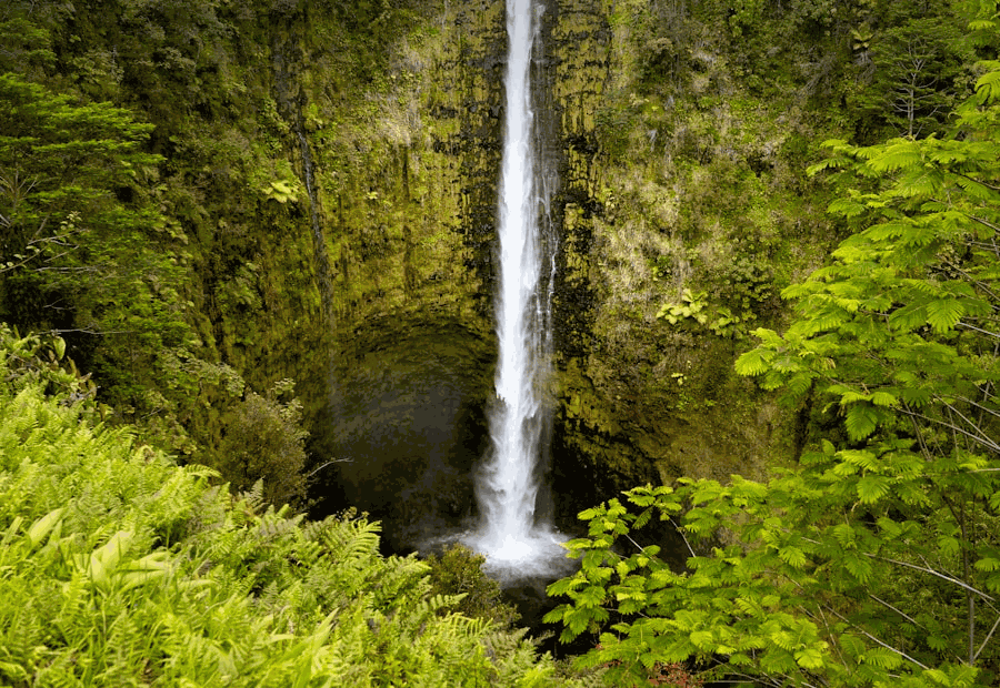 Five-image forest research carousel
