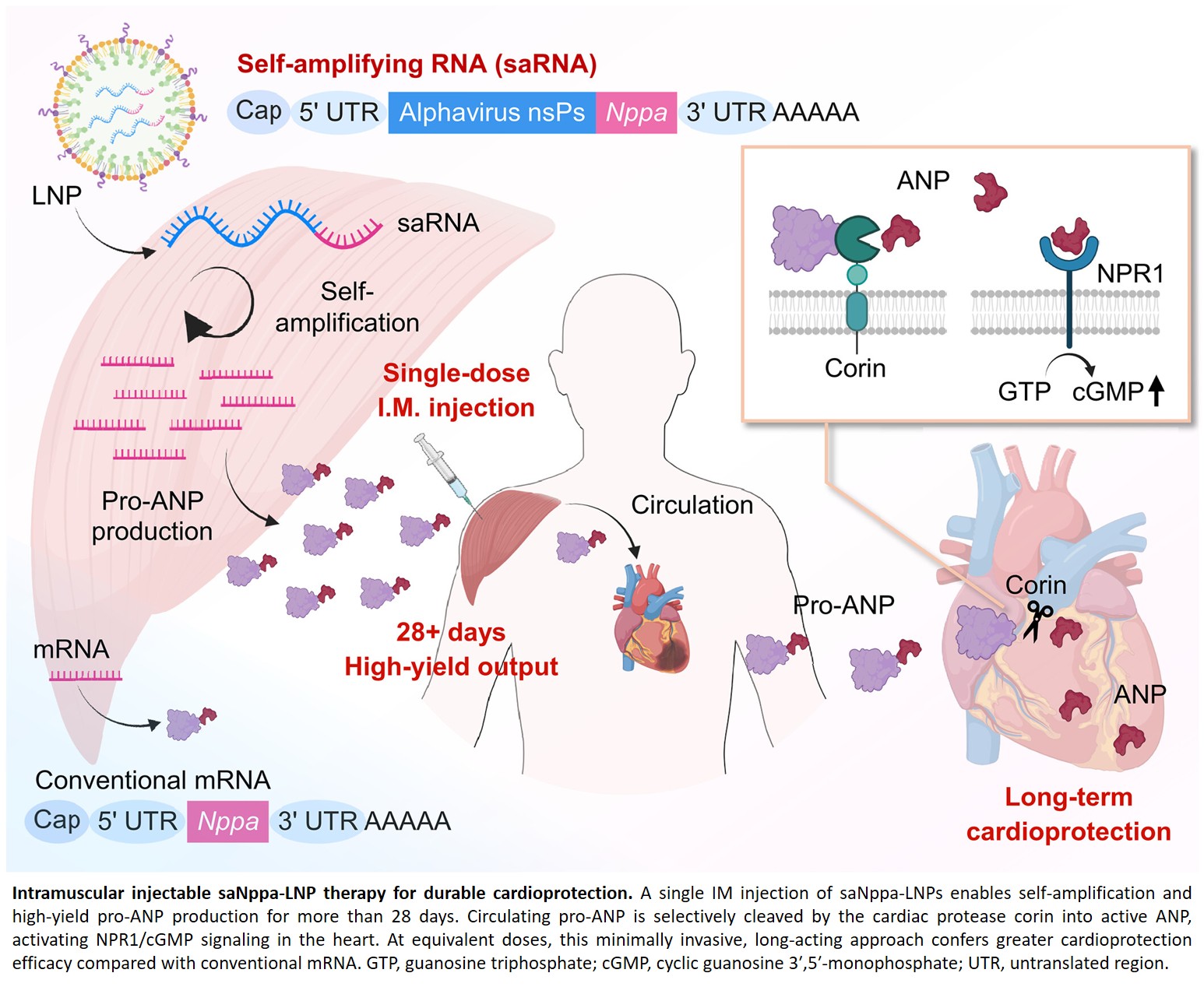 A single shot helps with healing after a heart attack
