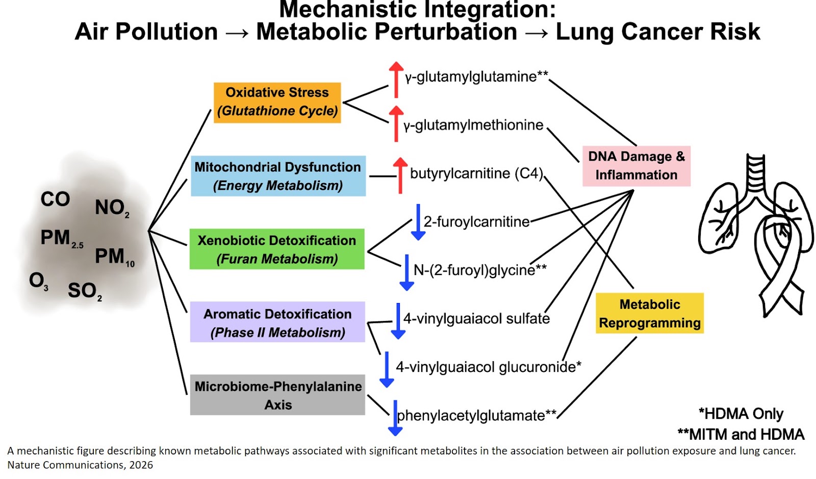 Blood metabolomic signatures linking air pollution to lung cancer in the Cancer Prevention Studies