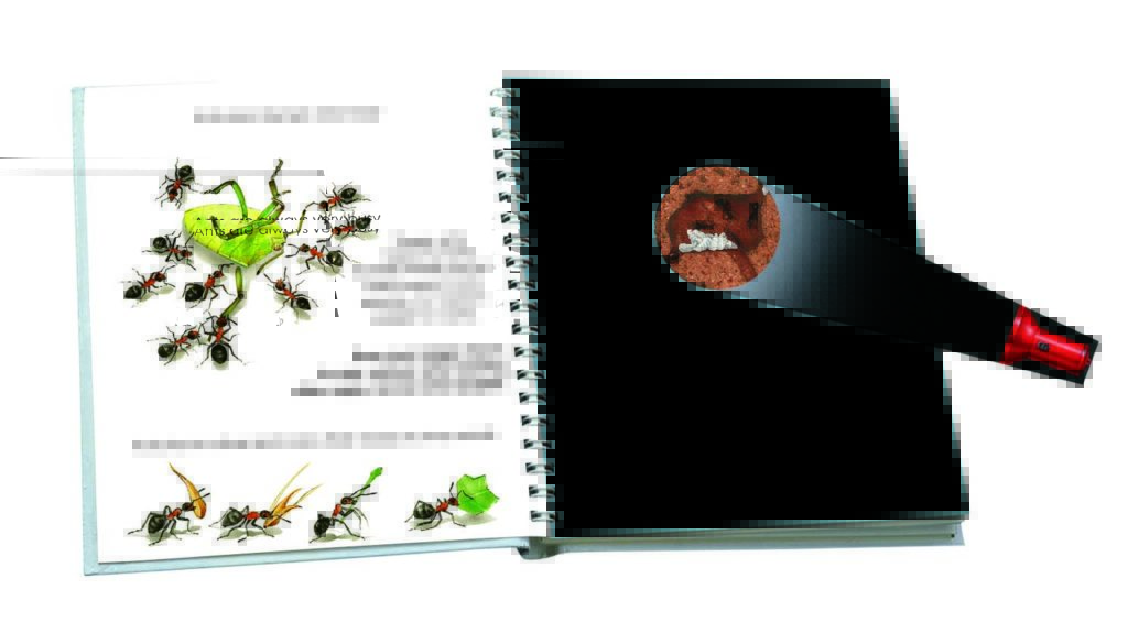 Insects [PO] - thumbnail 2