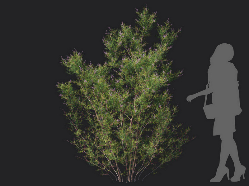 Maxtree - Plant Models Vol.129