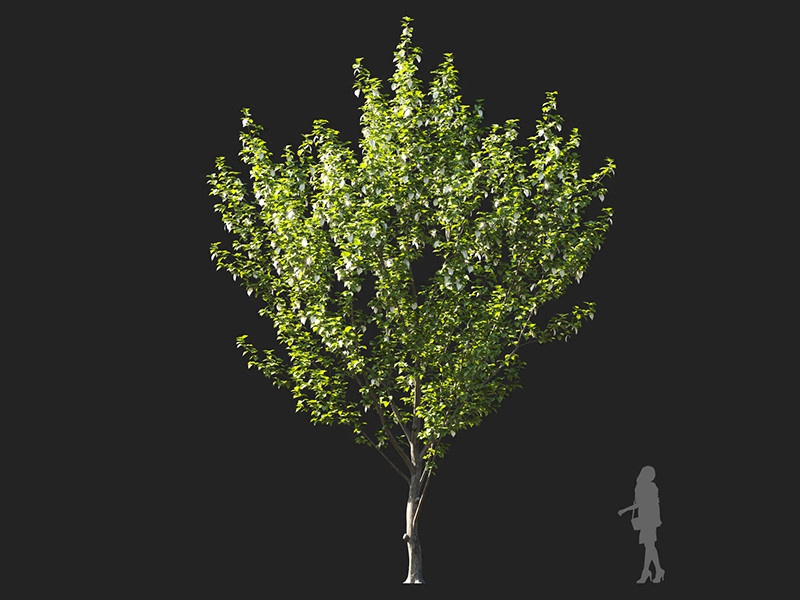Maxtree - Plant Models Vol.122
