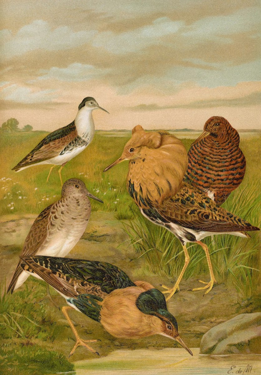 Philomachus pugnax