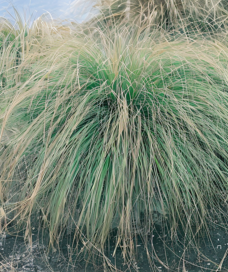 Carex paniculata, la graminacea acquatica per giardini naturalistici e bio-laghetti.