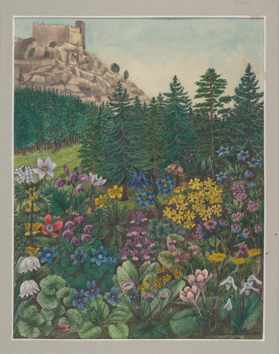 Vegetation of the Karkonosze Mountains Pl6 19th century