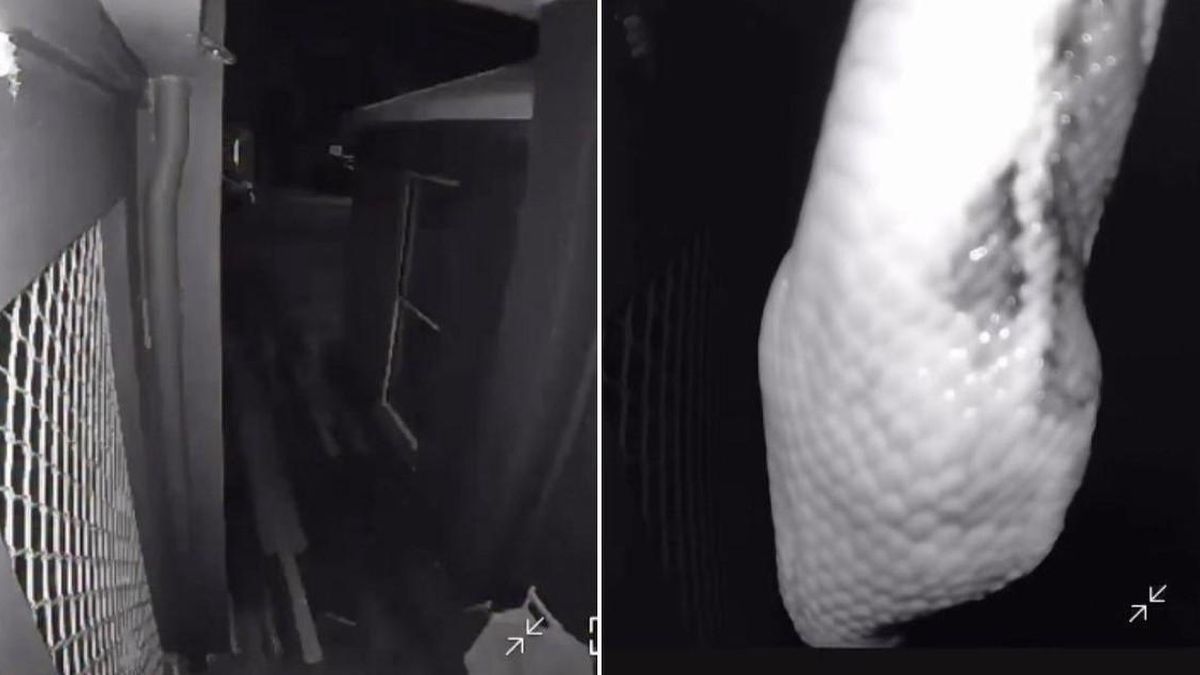 Camera báo động giữa đêm, chủ nhà bắt gặp cảnh tượng nổi da gà - Tạp chí Người Đưa Tin