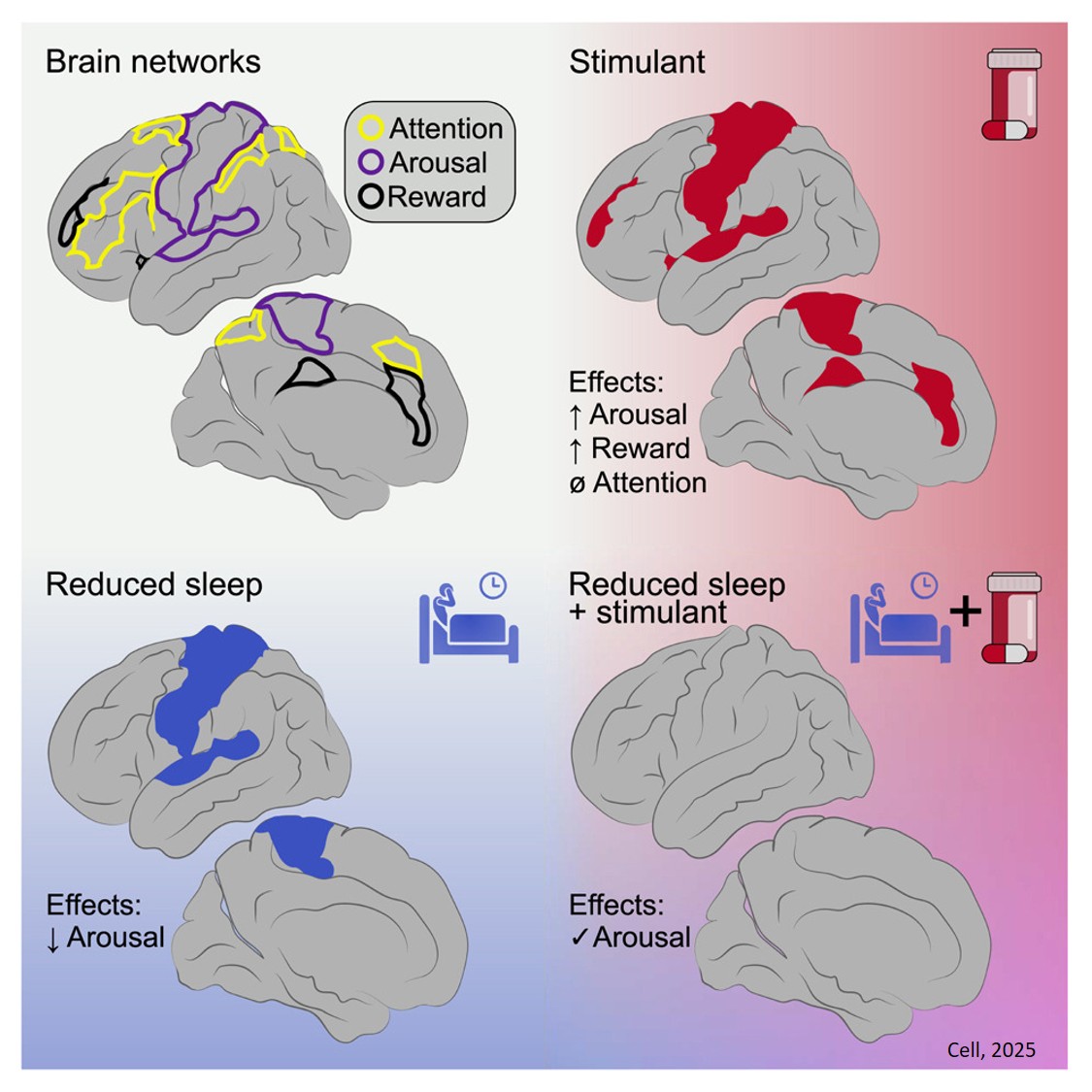 Stimulant ADHD medications work differently than thought
