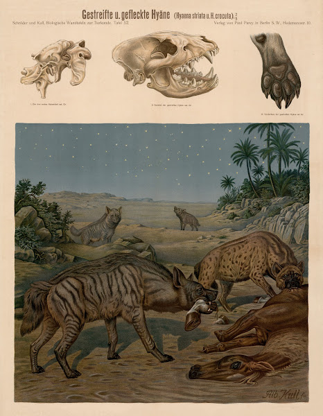 Striped and Spotted hyena Hyaena striata and Hyena crocuta