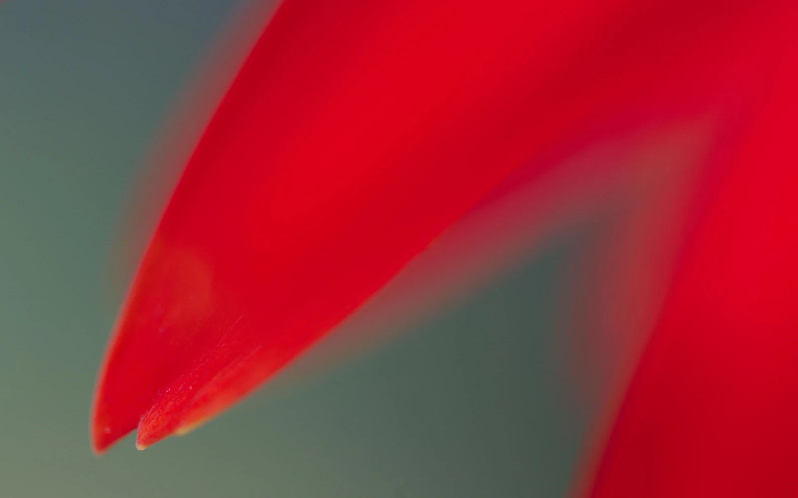 Abstract Red Flower Petal Macro - Macro Photography 4K Wallpaper (3840x2400)