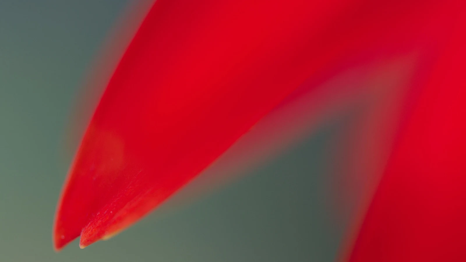 Abstract Red Flower Petal Macro 4K Desktop Wallpaper
