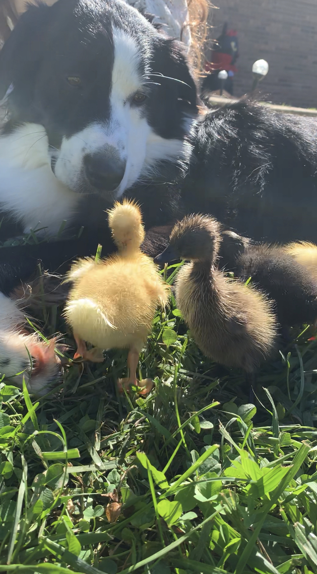 Buff Duckling, Black Runner Duckling, Chocolate Runner Duckling, White Crested Duckling, Welsh Harlequin Duckling