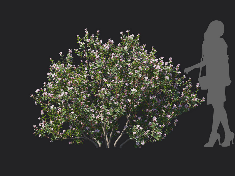 Maxtree - Plant Models Vol.129