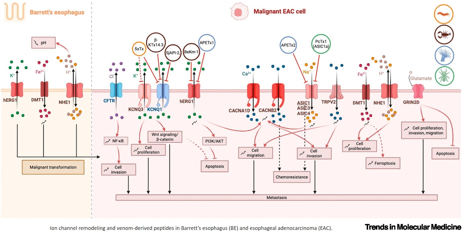 Could venom-derived therapeutics resolve treatment resistance in refractory EAC?