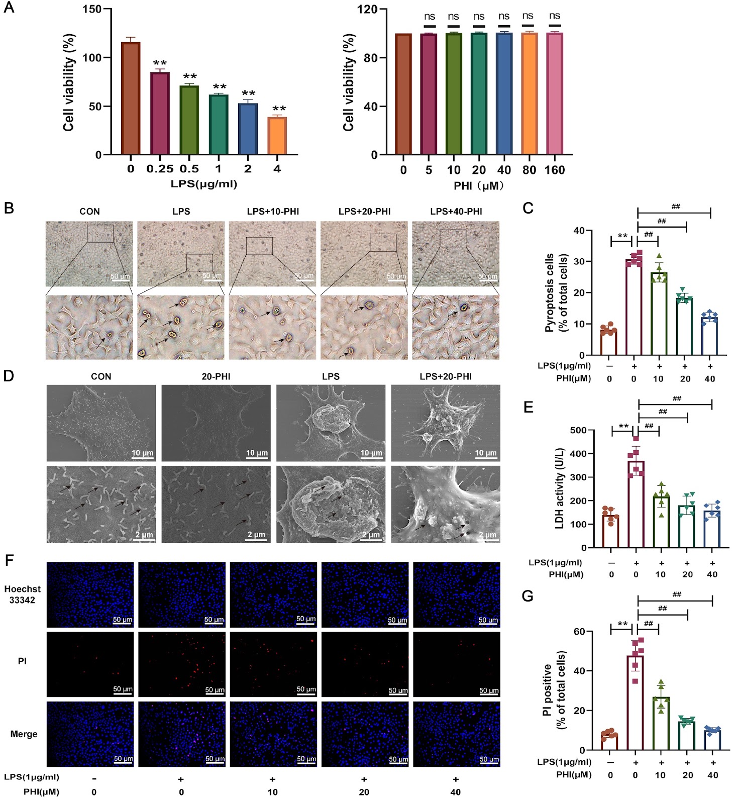 Phillyrin prevents sepsis-induced acute lung injury through inhibiting the NLRP3/caspase-1/GSDMD-dependent pyroptosis signaling pathway