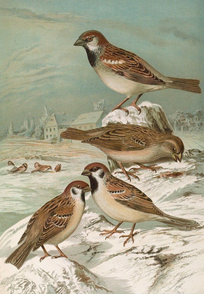 Passer domesticus Passer montanus
