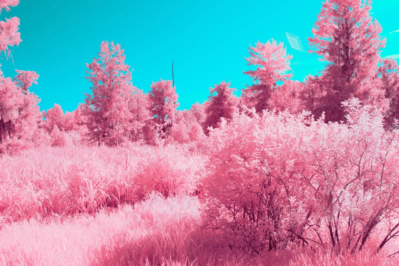 Vibrant Pink Forest Infrared Photo - False Color Infrared 5K Wallpaper (5196x3462)
