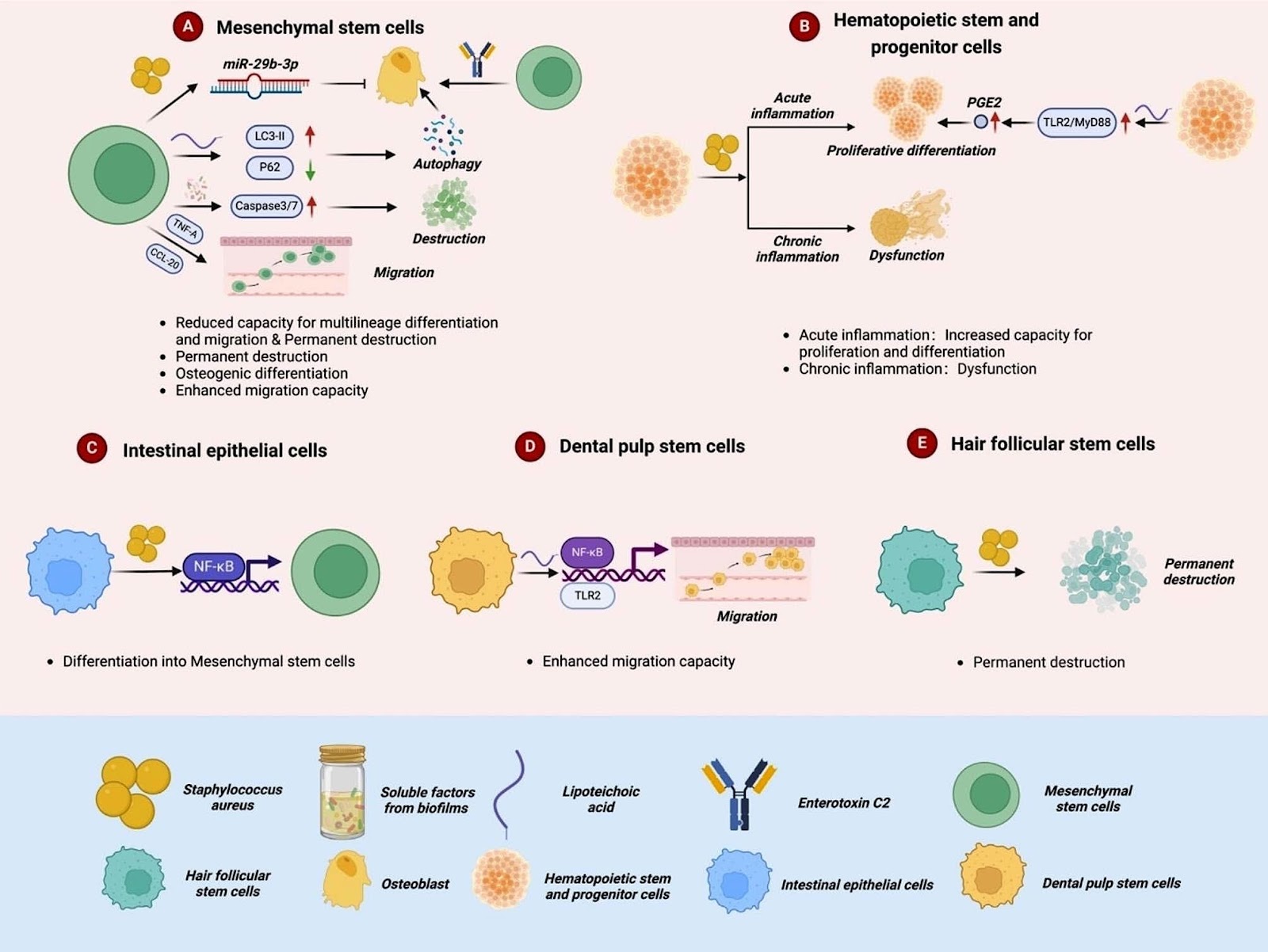 Effects of Staphylococcus aureus on stem cells and potential targeted treatment of inflammatory disorders