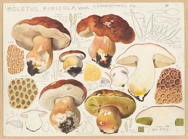 Boletus pinicola Vent 1915 1945