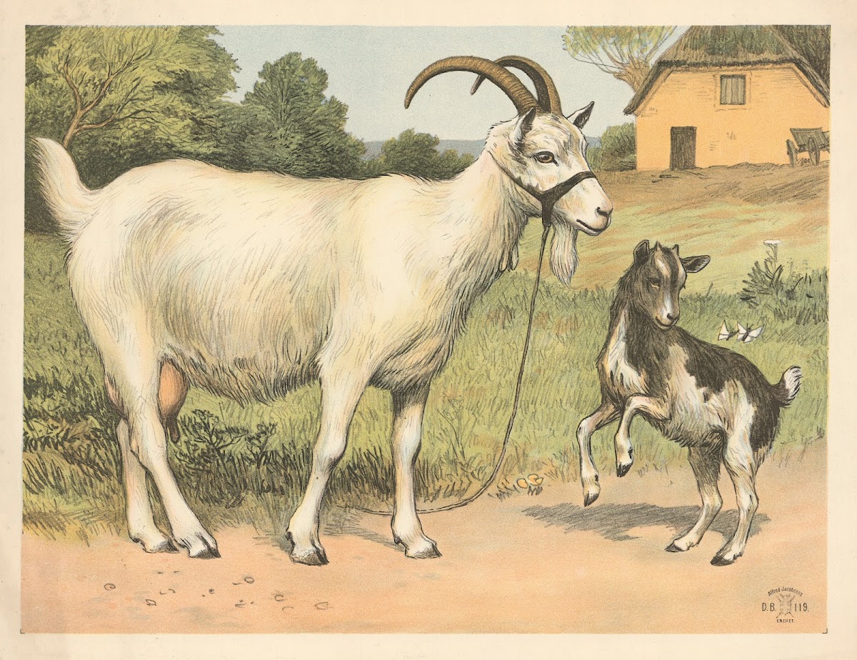 Tamged variant 1892