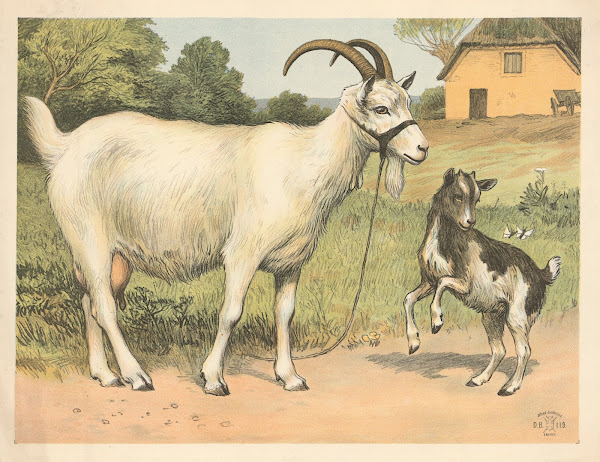 Tamged variant 1892