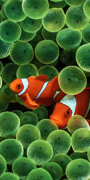 Clownfish, Anemone, Marine Life, Coral Reef 5K Wallpaper Background