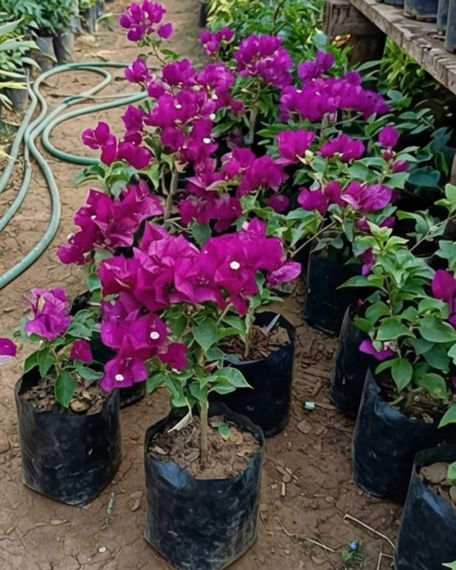 Imported Black Rose Bougainvillea Plant — view 4
