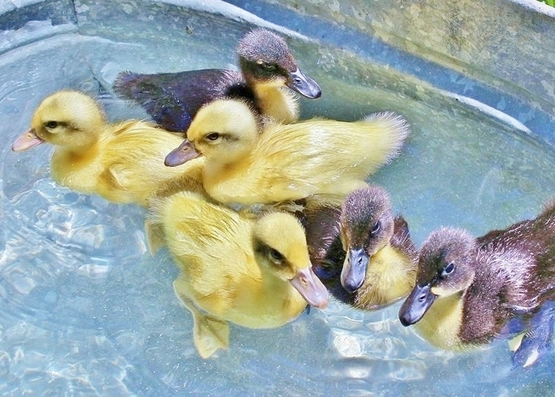 Black Swedish Duckling, Welsh Harlequin Duckling