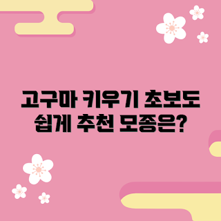고구마모종, 고구마 재배, 초보 고구마 키우기, 고구마 모종 추천, 고구마 심는 법