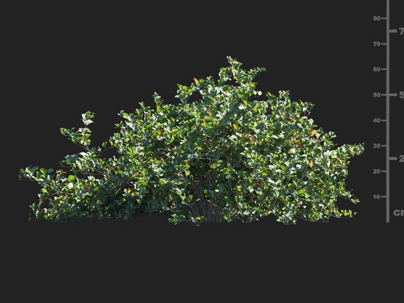 Maxtree - Plant Models Vol.112