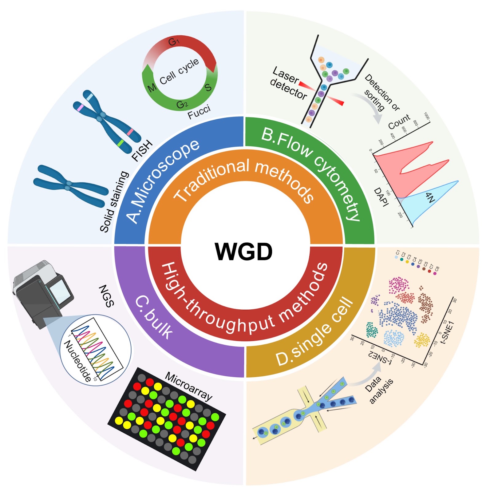 The dual role of whole-genome duplication: biological mechanisms, functional consequences, and detection advances