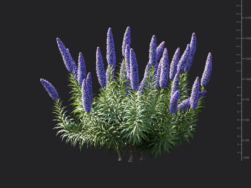 Maxtree - Plant Models Vol.115