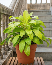 Philodendron Golden Plant