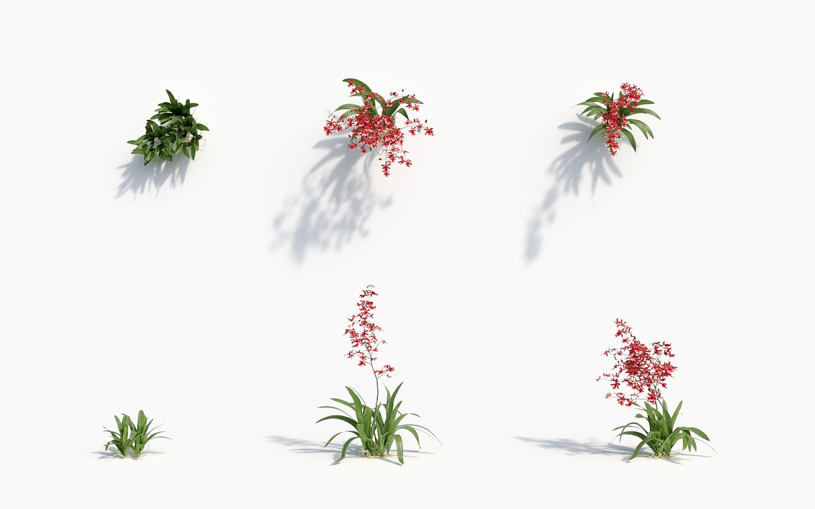 Maxtree - Plant Models Vol.8