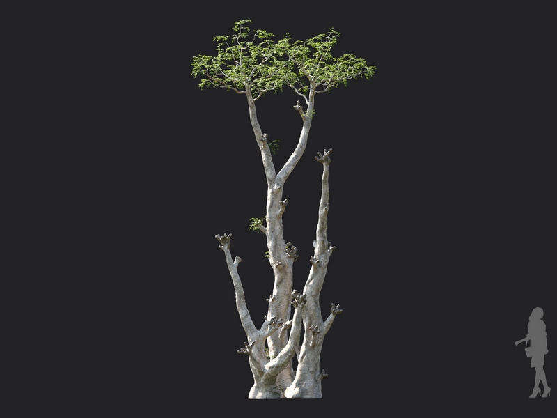Maxtree - Plant Models Vol.130