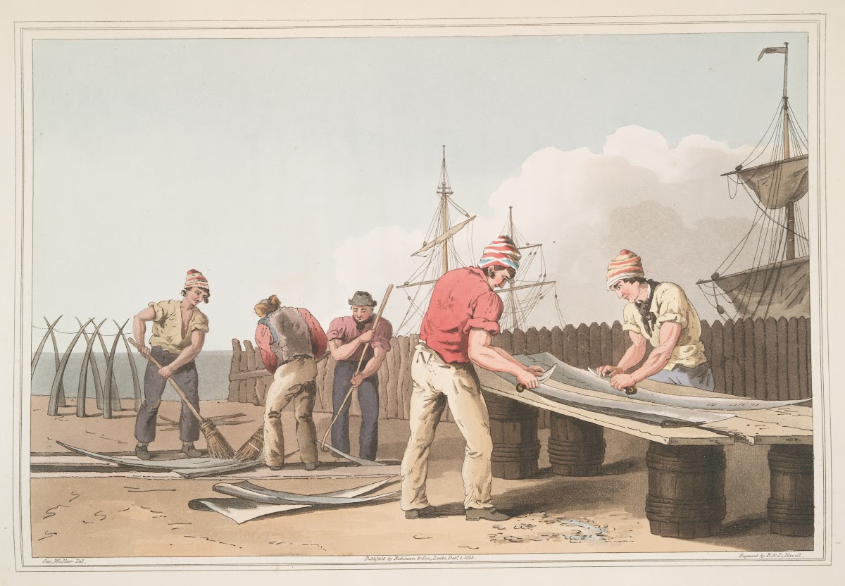 Whalebone scrapers Plate 18 1814