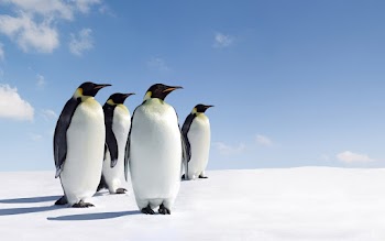 Penguins Wallpaper
