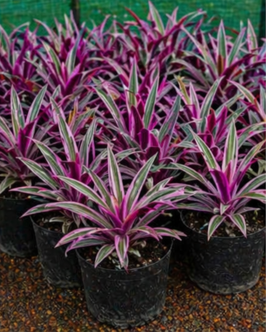 Rhoeo Oyster Plant — view 2