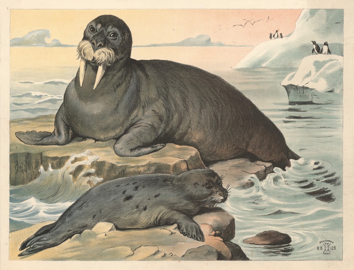 Hvalros sæl 1892