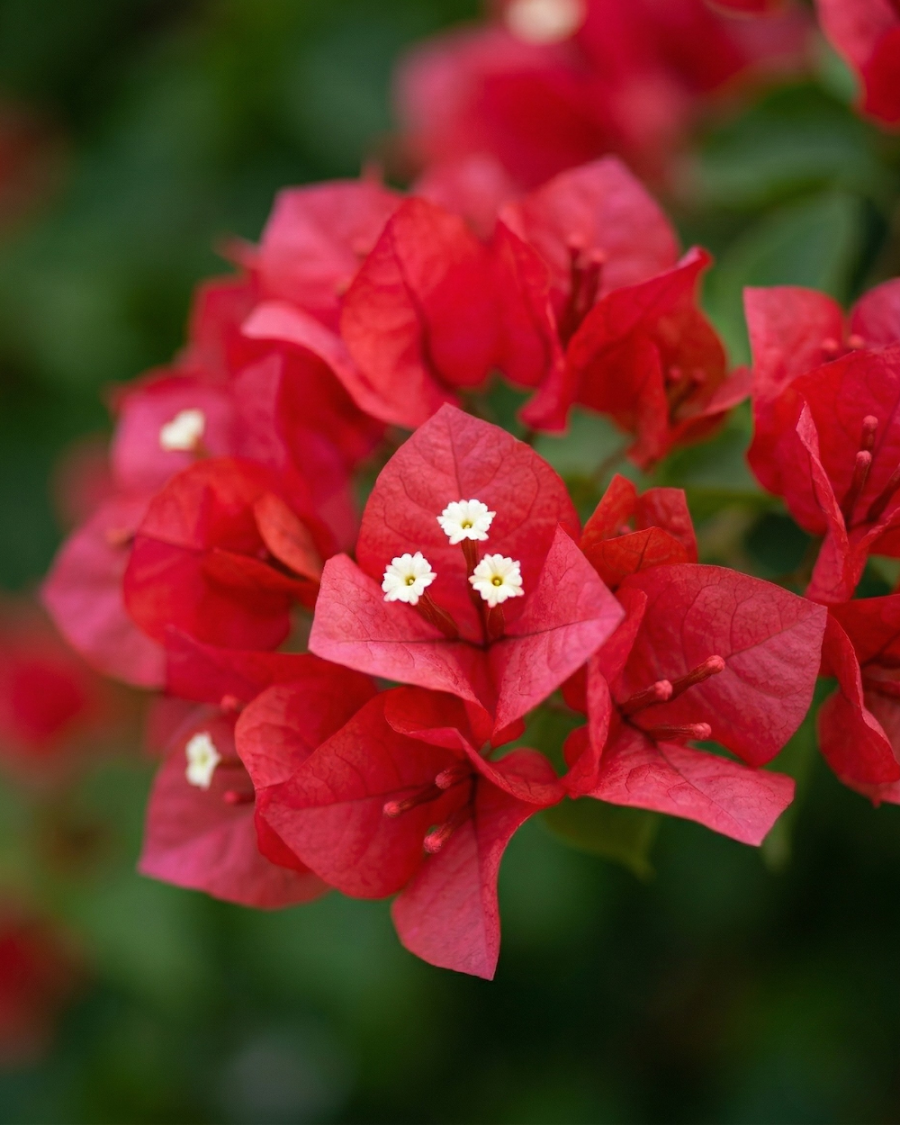 Imported Tanglong Orange Bougainvillea Plant — view 3