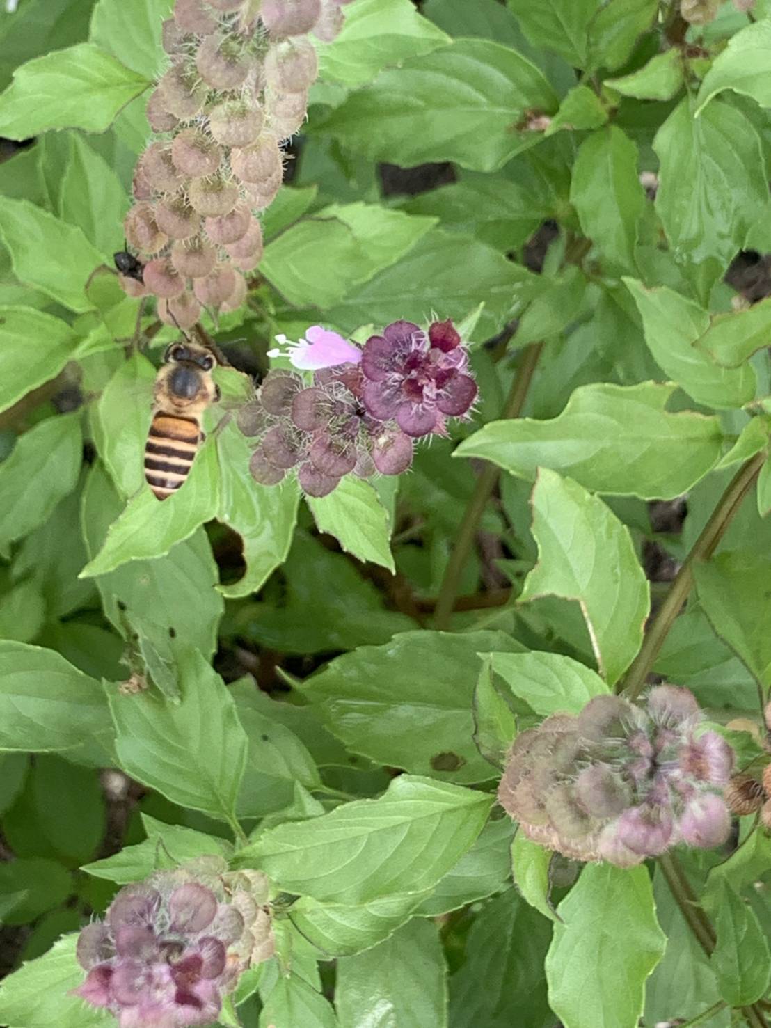 KOHAKU✴TULSIの画像２